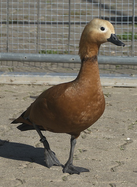 目前